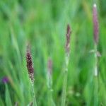 Molinia caerulea Leaf