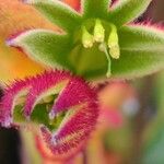 Anigozanthos flavidus Flower
