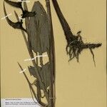 Heliconia tenebrosa Fruto