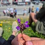 Prunella grandifloraFleur