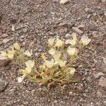 Mentzelia involucrata Habit