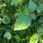 Rubus elegantispinosusYaprak