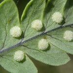 Arthropteris monocarpa Φύλλο