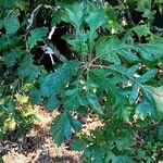 Quercus macrocarpa Blatt