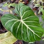 Philodendron gloriosum Blad