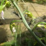 Eulophia euglossa Flower