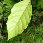 Allophylus africanus Blatt