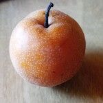 Pyrus pyrifolia Fruit