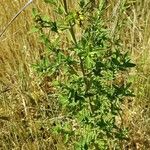 Hypericum tetrapterum Агульны выгляд