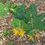 Hypericum grandifolium Lapas