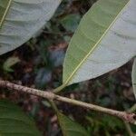 Ixora ferrea برگ