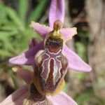 Ophrys arachnitiformis പുഷ്പം