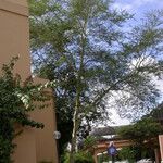 Vachellia xanthophloea Habitus