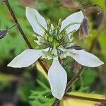 Nigella sativa Blomst