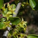 Rhamnus saxatilis Flors