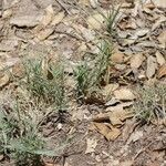 Distichlis spicata 整株植物
