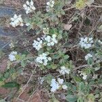 Lantana involucrataFlower