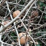 Chaenomeles japonica Fruit