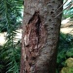 Araucaria angustifolia Corteza