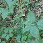 Rubus sulcatus বাকল