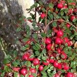 Cotoneaster integrifolius Vrucht