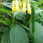 Symphytum tuberosum Flower