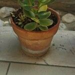 Kalanchoe rotundifolia Fulla