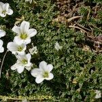 Arenaria tetraquetra Tervik taim