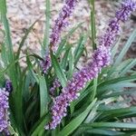 Liriope muscariBlomst