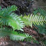 Polystichum imbricans 整株植物