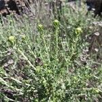 Santolina villosa Hoja