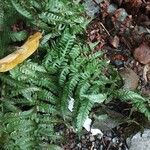 Dryopteris cambrensis পাতা