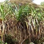 Pandanus bilinearis Habit