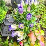Gentiana scabra Lorea