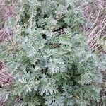 Artemisia absinthium Feuille