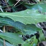 Biscutella flexuosa 葉