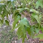 Quercus falcata Levél