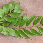 Drypetes gerrardii Leaf