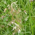 Melinis repens Flower