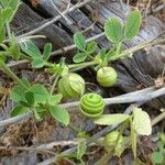 Medicago scutellata Fruto