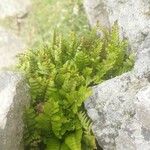 Asplenium marinum Habit