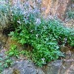 Nepeta grandiflora Flor