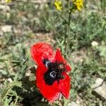 Papaver argemone Kvet