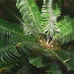 Lepidozamia peroffskyana Folha