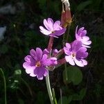 Primula farinosa Flower