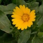 Calendula arvensisOther