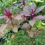 Amaranthus hypochondriacusപുഷ്പം