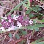 Thymus pulegioides花