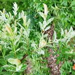 Salix integra Leaf