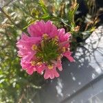Scaevola aemula Flower